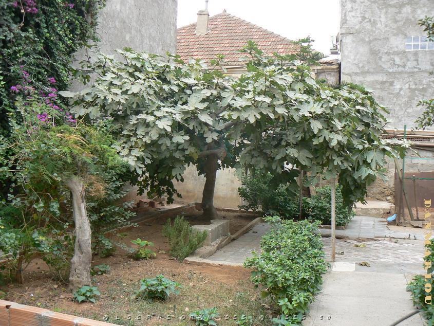 6 rue gl. Ferradou le jardin 02 .jpg